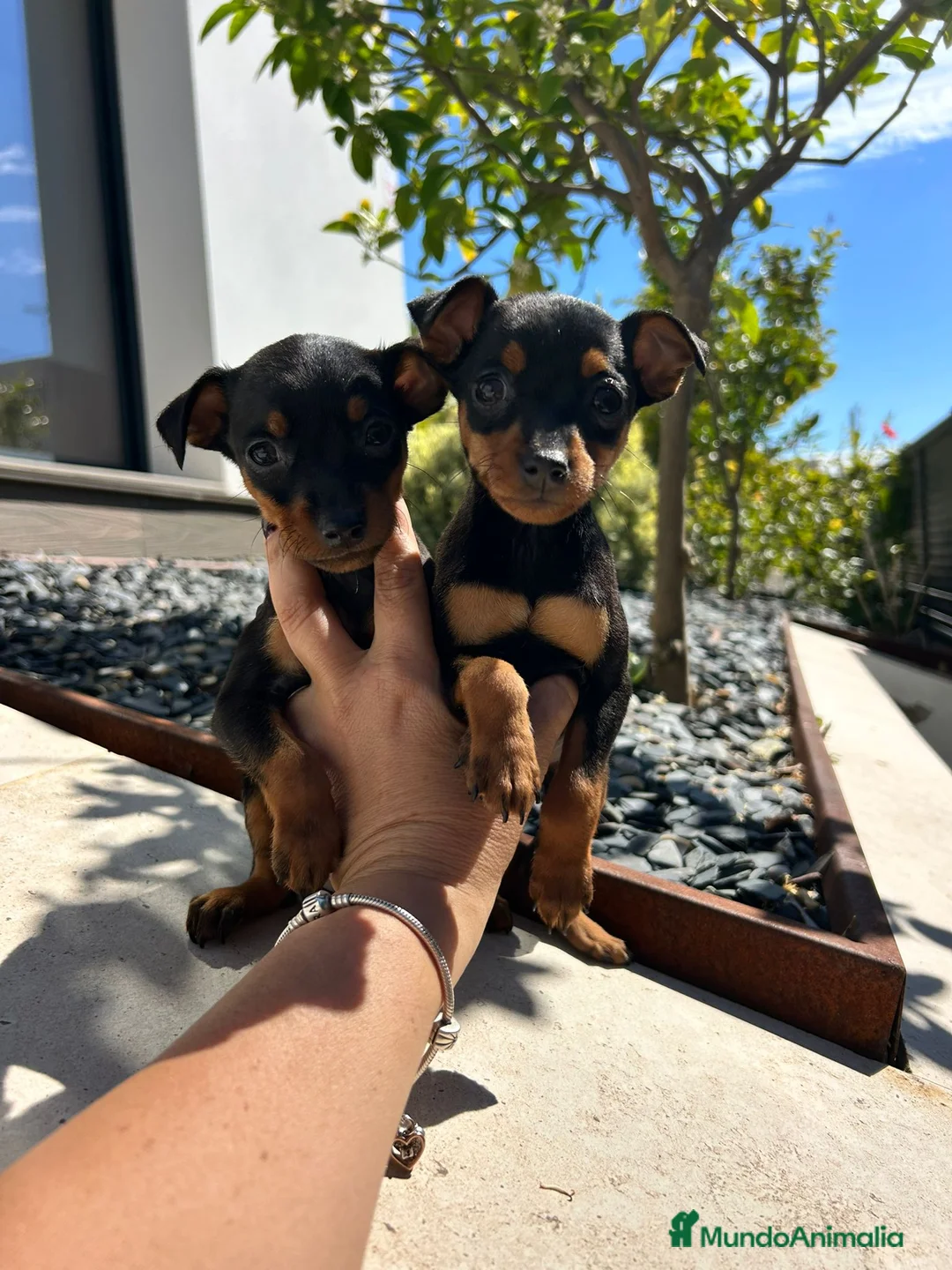Pinscher Miniatura perros en venta: Pinscher miniatura  - Anuncio 2
