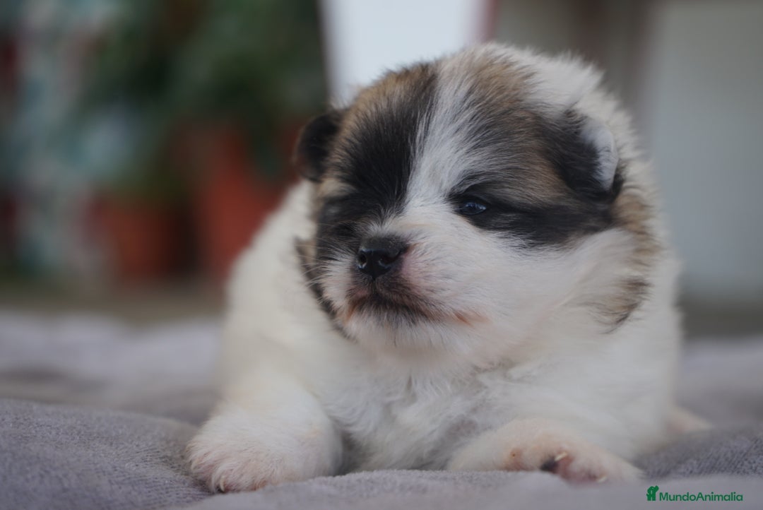 Pomerania perros en venta: ✨ Roscom & Prodigy ✨ - Imagen 3