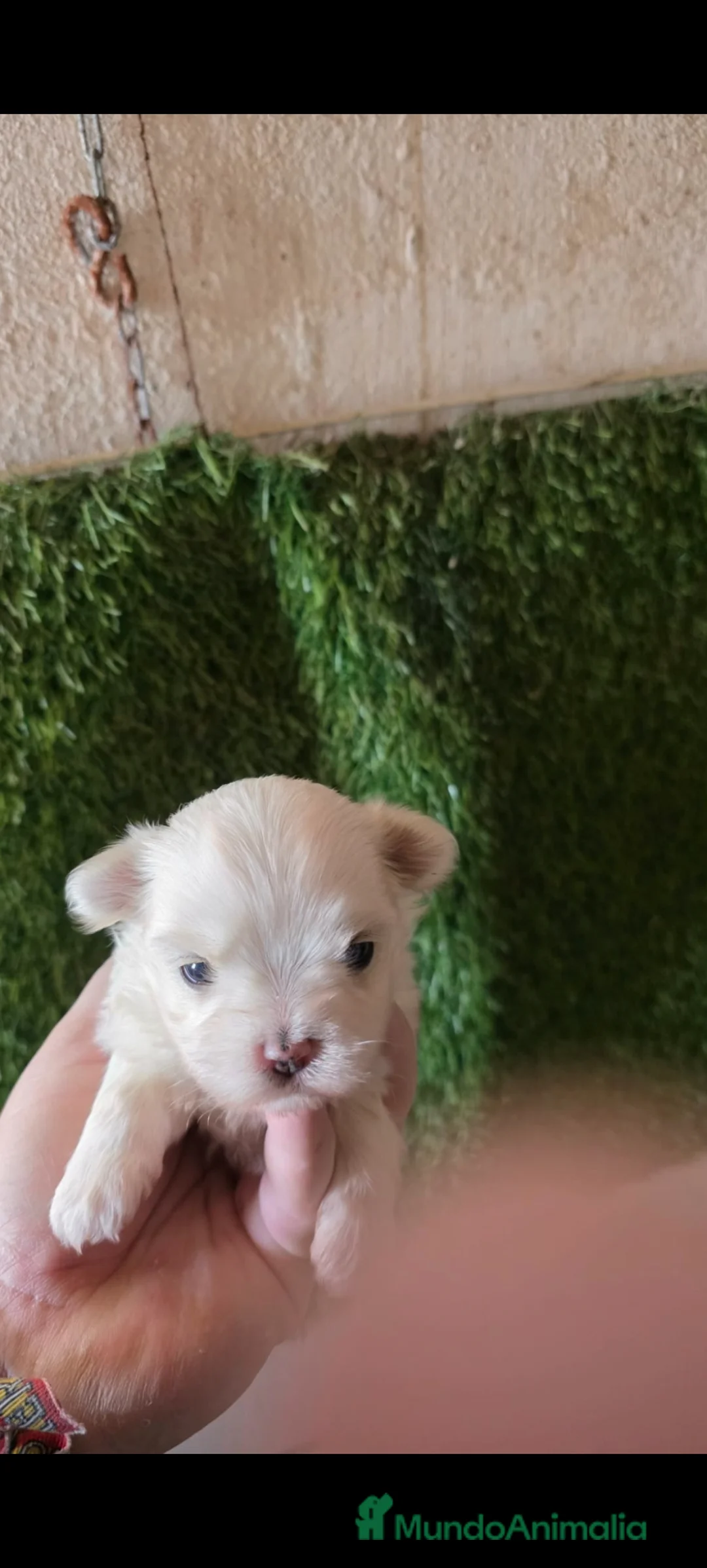 Bichón Maltés perros en venta: Bicho maltes linia coreano macho  - Anuncio 1