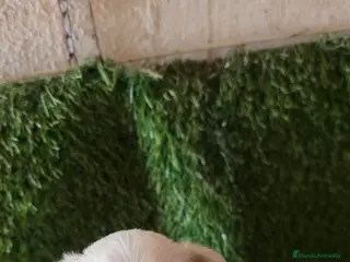 Bichón Maltés perros Bicho maltes linia coreano macho - Anuncio 1