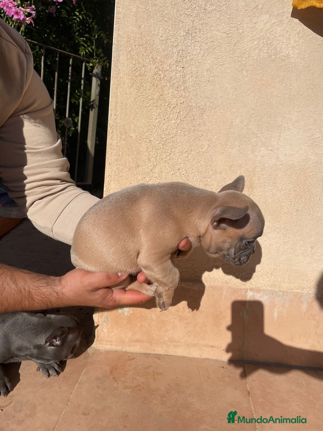 Bulldog Francés perros en venta: Bulldog Francés  en Illes Balears - Imagen 6