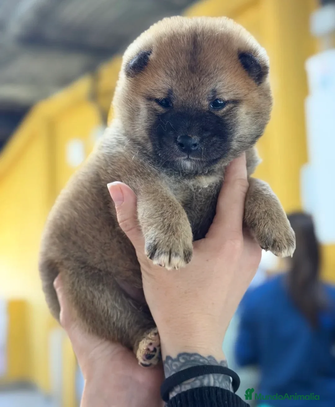 Shiba Inu perros en venta: CAMADA SHIBA INU DISPONIBLE - Anuncio 4