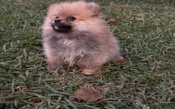 Pomerania perros en venta: Pomerania toy - Imagen 5