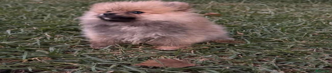 Pomerania Cachorro 3