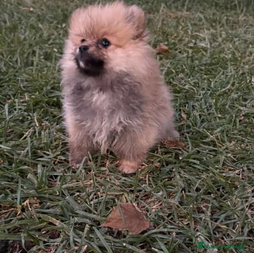 Pomerania perros en venta: Pomerania toy - Imagen 5
