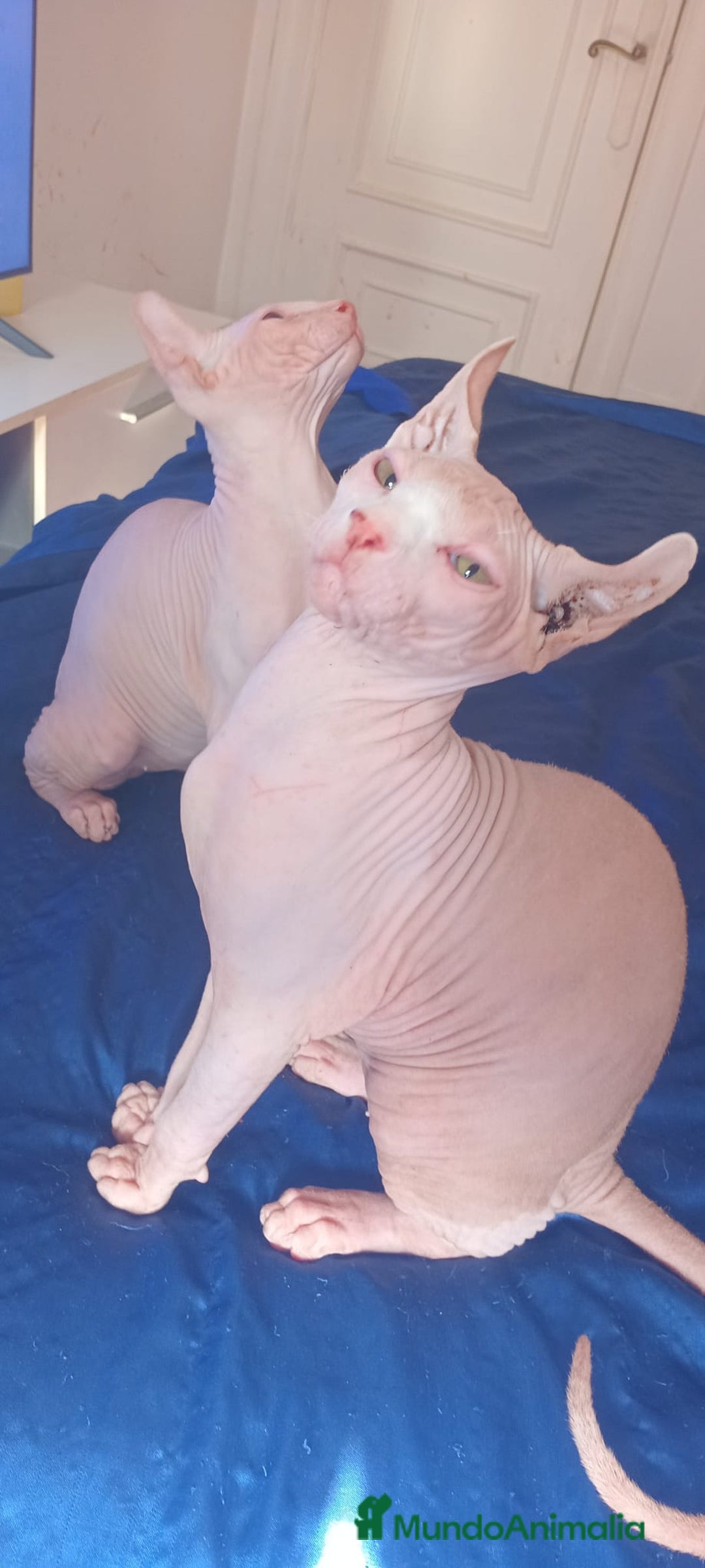 Sphynx gatos en venta: Dos últimos machos  - Imagen 2