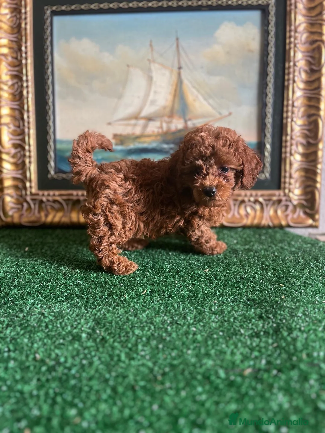 Caniche Toy perros en venta: Preciosa hembra de caniche toy  - Anuncio 2