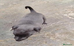 Whippet perros en venta: Whippet blue, isabela verdino - Imagen 24