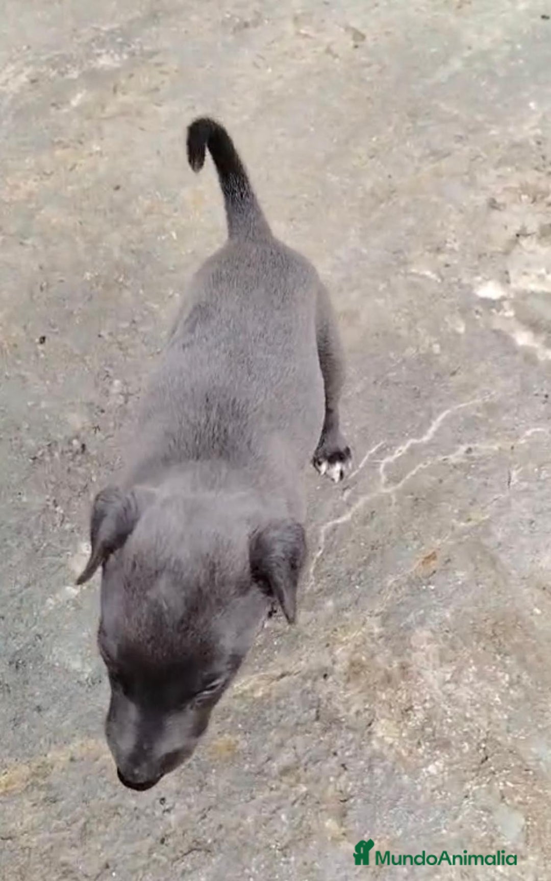 Whippet perros en venta: Whippet blue, isabela verdino - Imagen 24