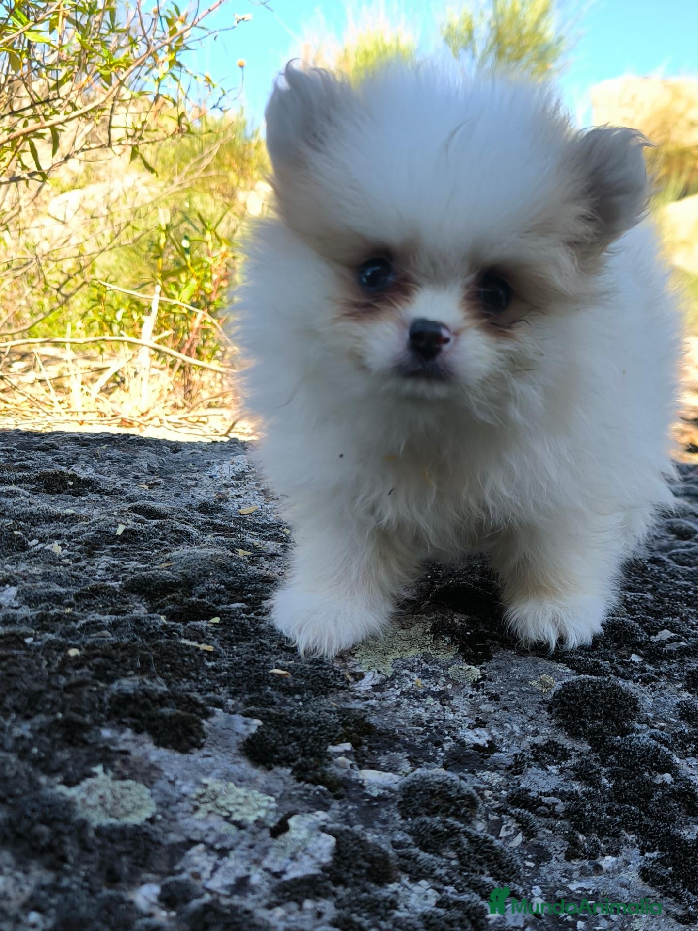 Pomerania perros Preciosa camada de pomeranias exóticos  - Anuncio 2