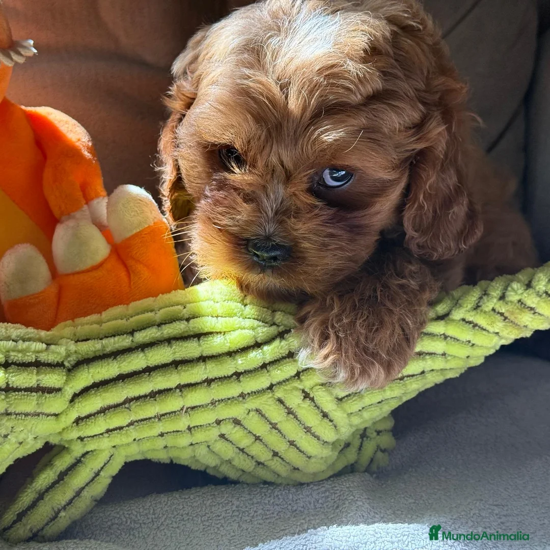 Cavapoo perros en venta: Preciosa cachorrita raza Cavapoo en Granada - Anuncio 6