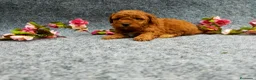 Caniche Toy perros en venta: PRECIOSOS CANICHE  ROJO LINEA TOY - Anuncio 21