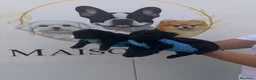 Perro de Agua Español perros en venta: 🩷🐾 DOS PEQUEÑAS PERRO DE AGUA 🐾🩷 - Anuncio 2