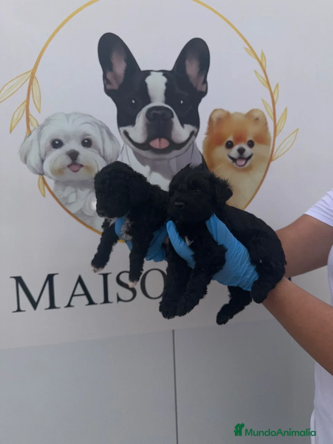 Perro de Agua Español perros en venta: 🩷🐾 DOS PEQUEÑAS PERRO DE AGUA 🐾🩷 - Anuncio 2