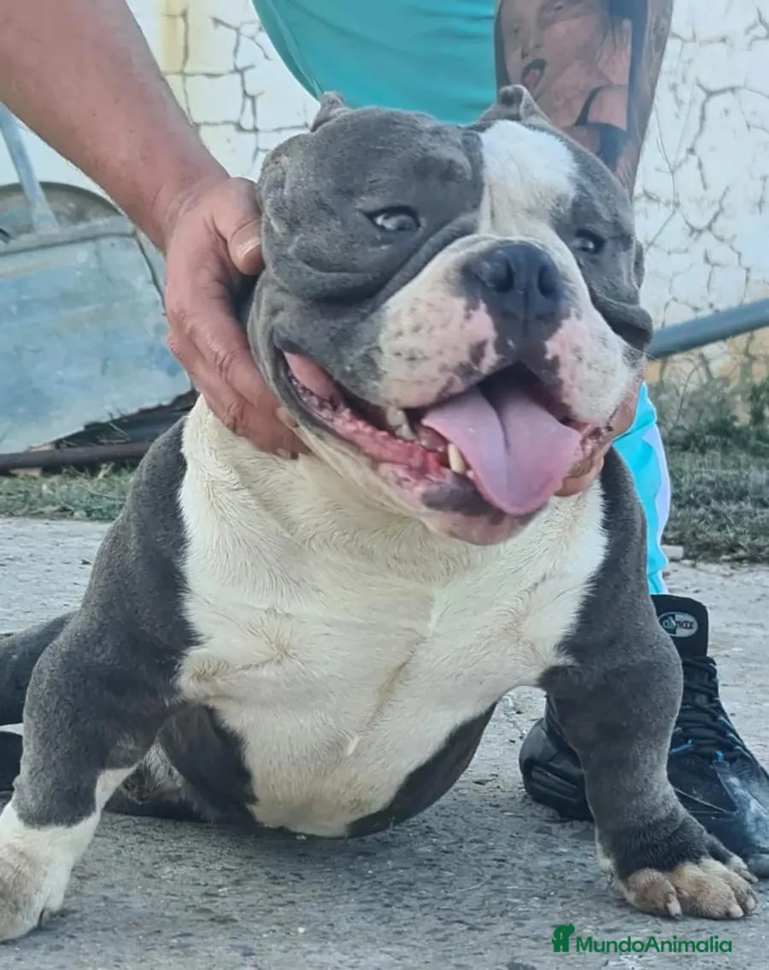American Bully perros en venta: Cachorro de american bully  - Anuncio 2