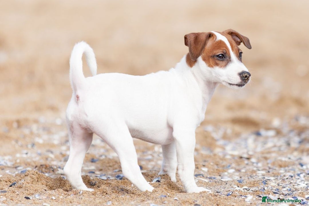 Jack Russell Terrier perros en venta: Preciosos Jack Russell - Imagen 1
