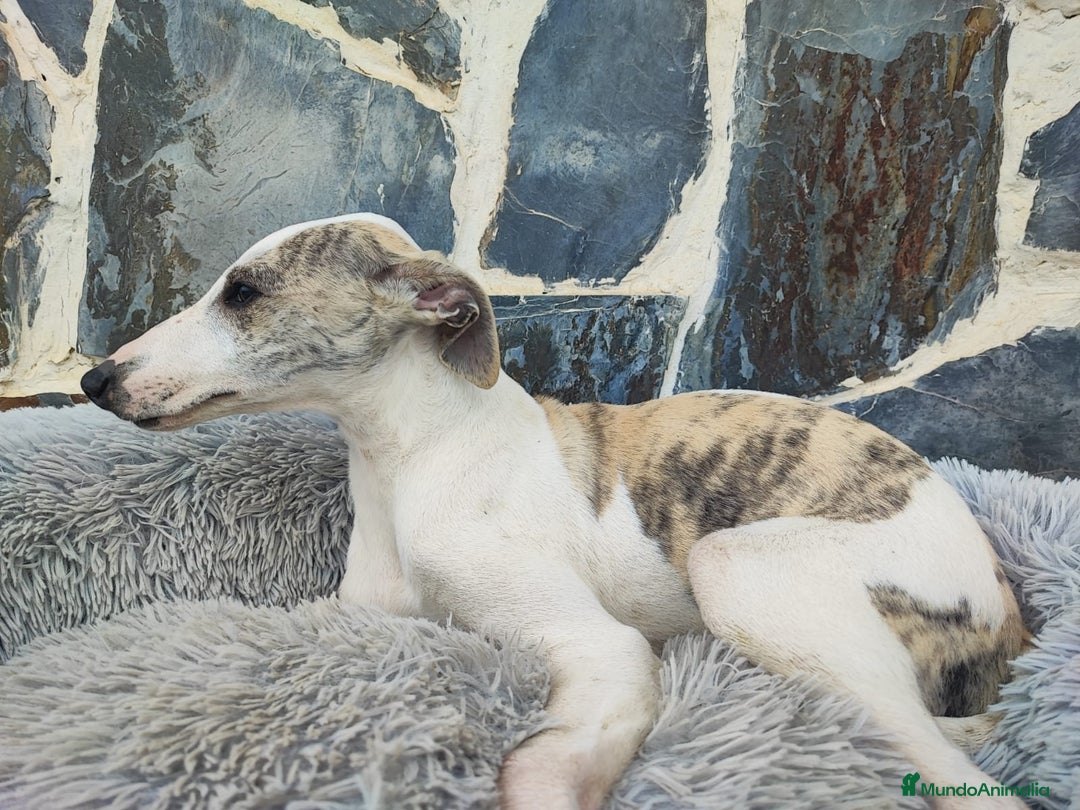 Whippet perros en venta: WHIPPET MACHO - Anuncio 2