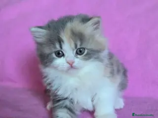 Persa gatos Gatcot.com - Anuncio 10