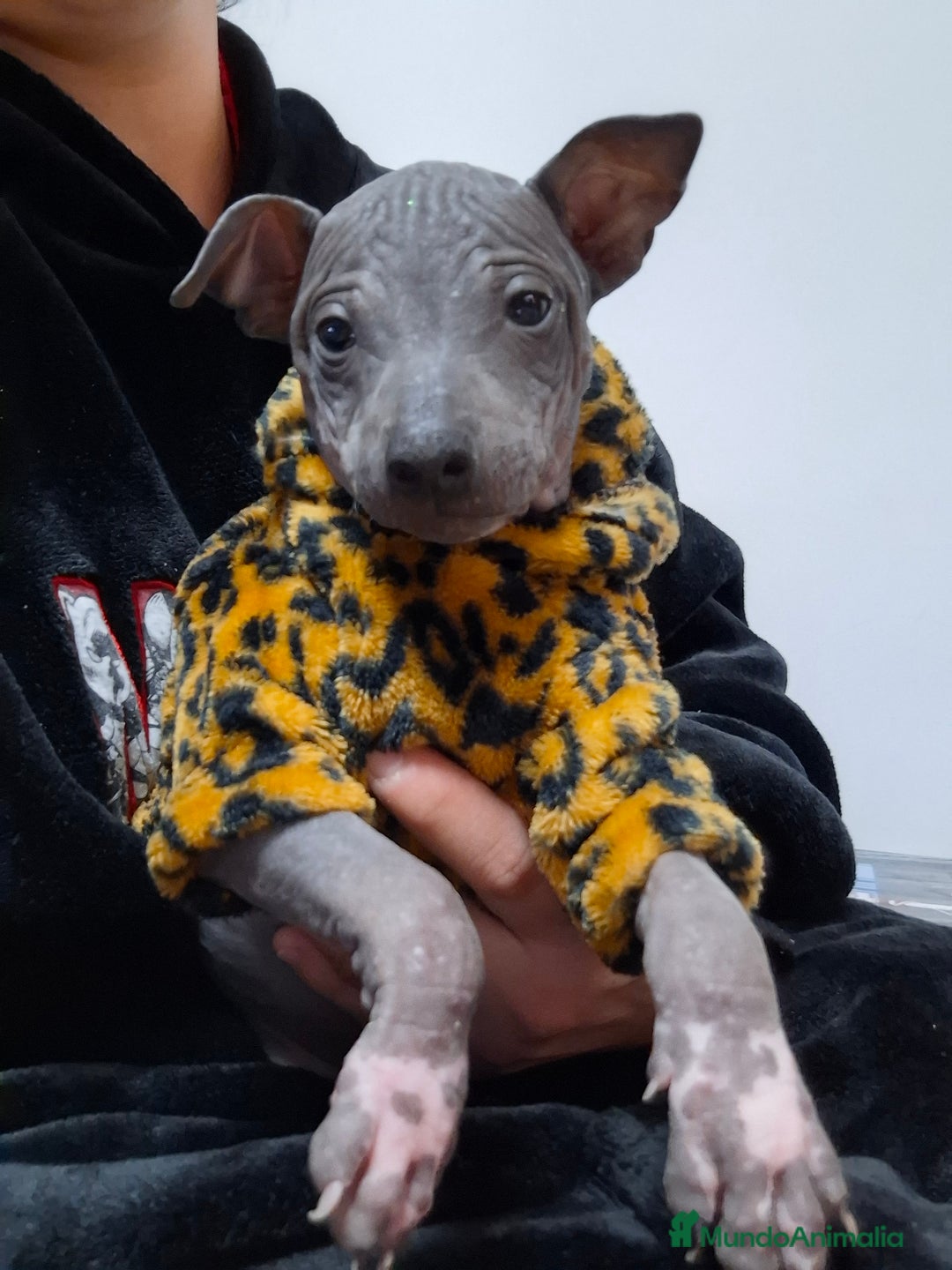 Perro Sin Pelo de Perú perros en venta: American hairles terrier  - Anuncio 1