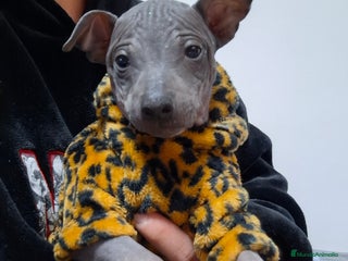 Perro Sin Pelo de Perú perros American hairles terrier - Anuncio 1