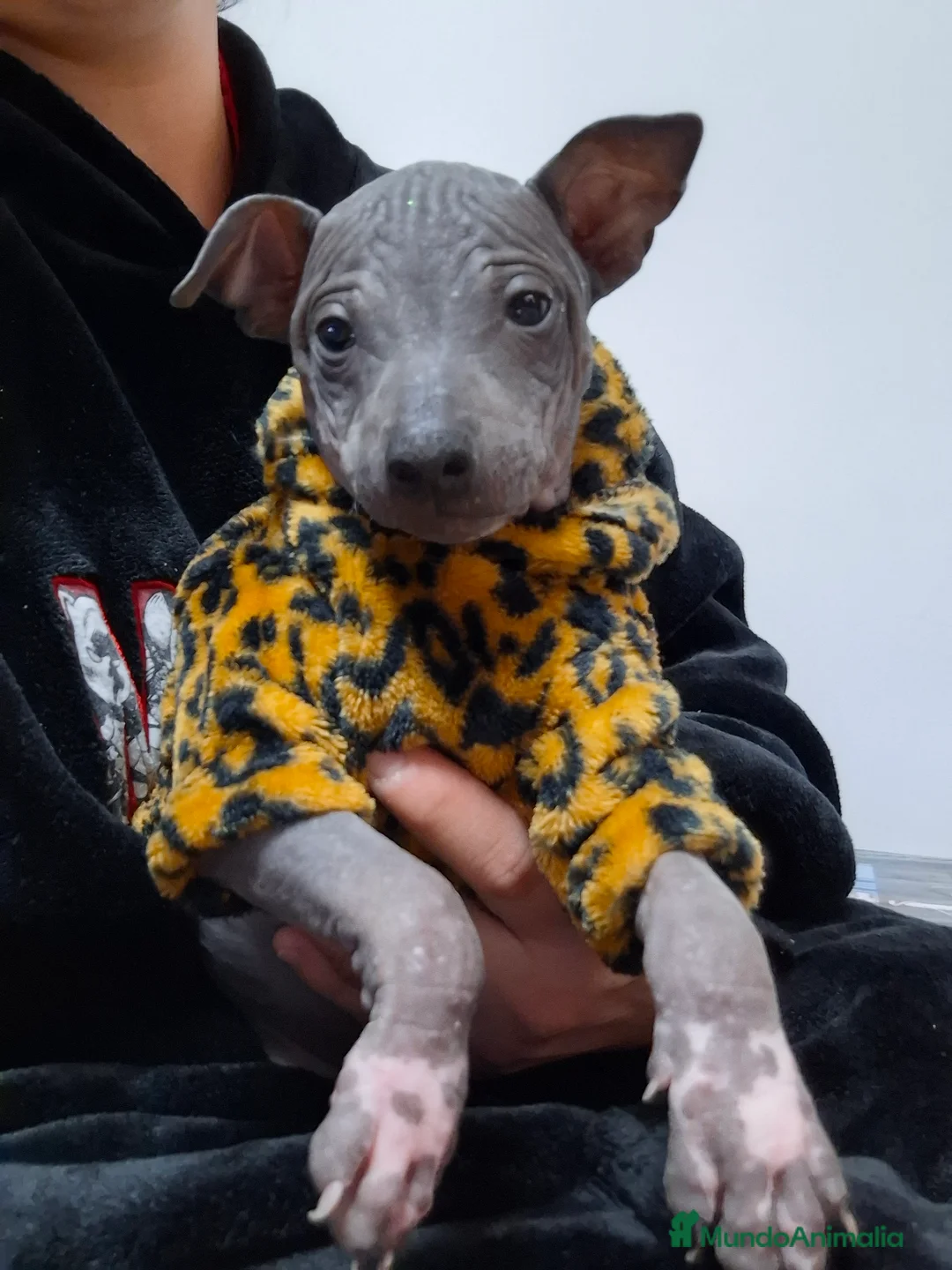 Perro Sin Pelo de Perú perros en venta: ULTIMO MACHO de American hairles terrier  - Anuncio 2