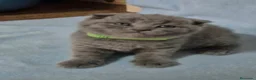 Británico de Pelo Corto gatos en venta: GATOS BRITANICO PELO CORTO  (SCOTTISH FOLD) - Anuncio 8
