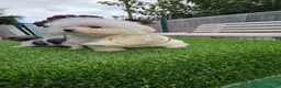 Bichón Maltés perros en venta: Bichón maltes pura raza toy  - Anuncio 2
