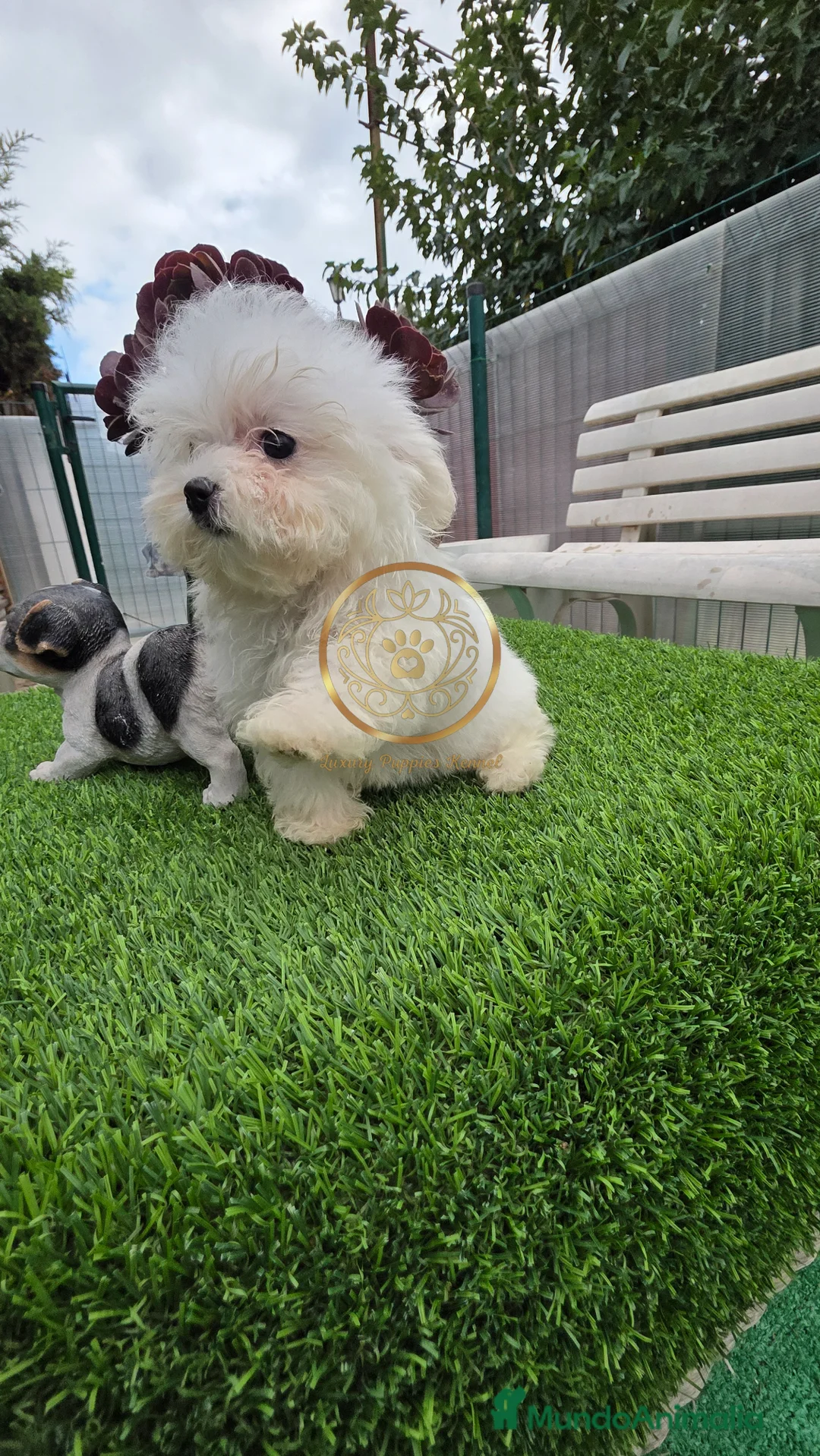 Bichón Maltés perros en venta: Bichón maltes pura raza toy  - Anuncio 2