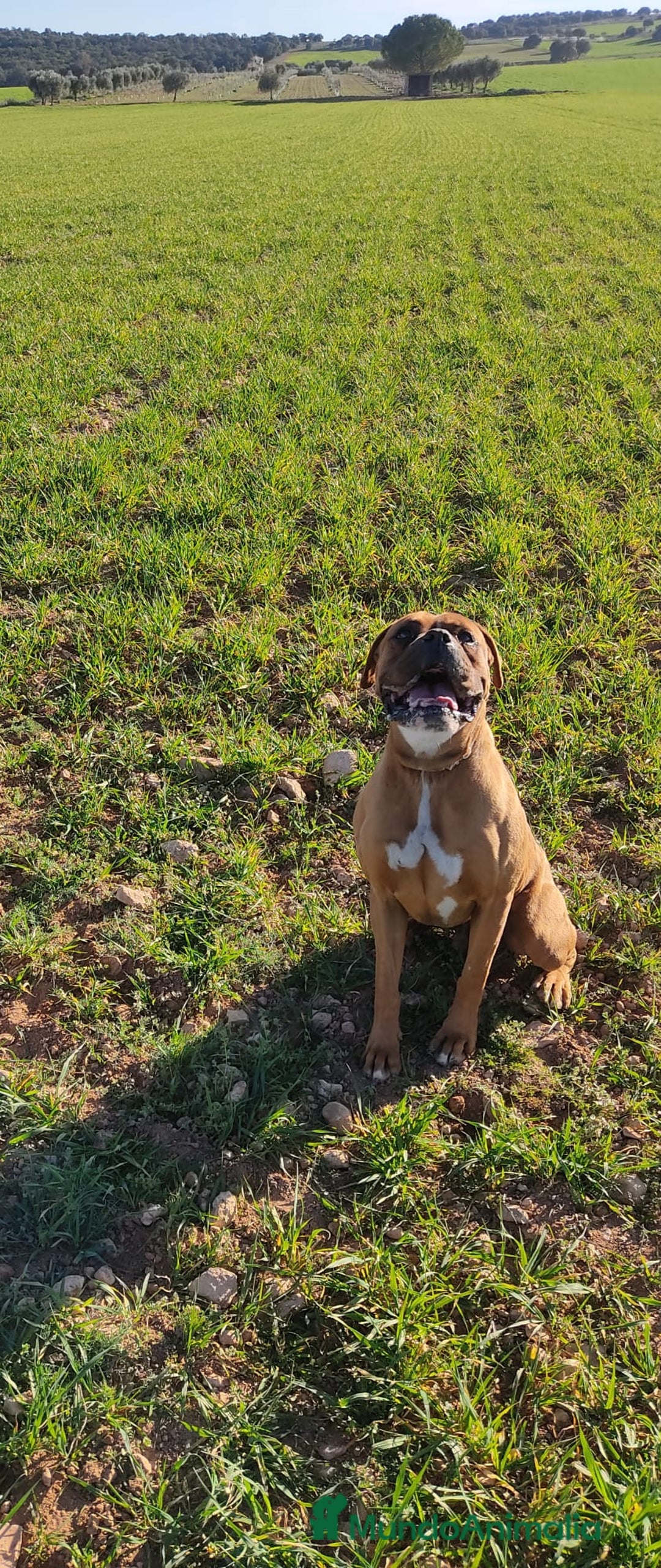 Boxer perros en venta: Boxer bicolor y tricolor  - Anuncio 2