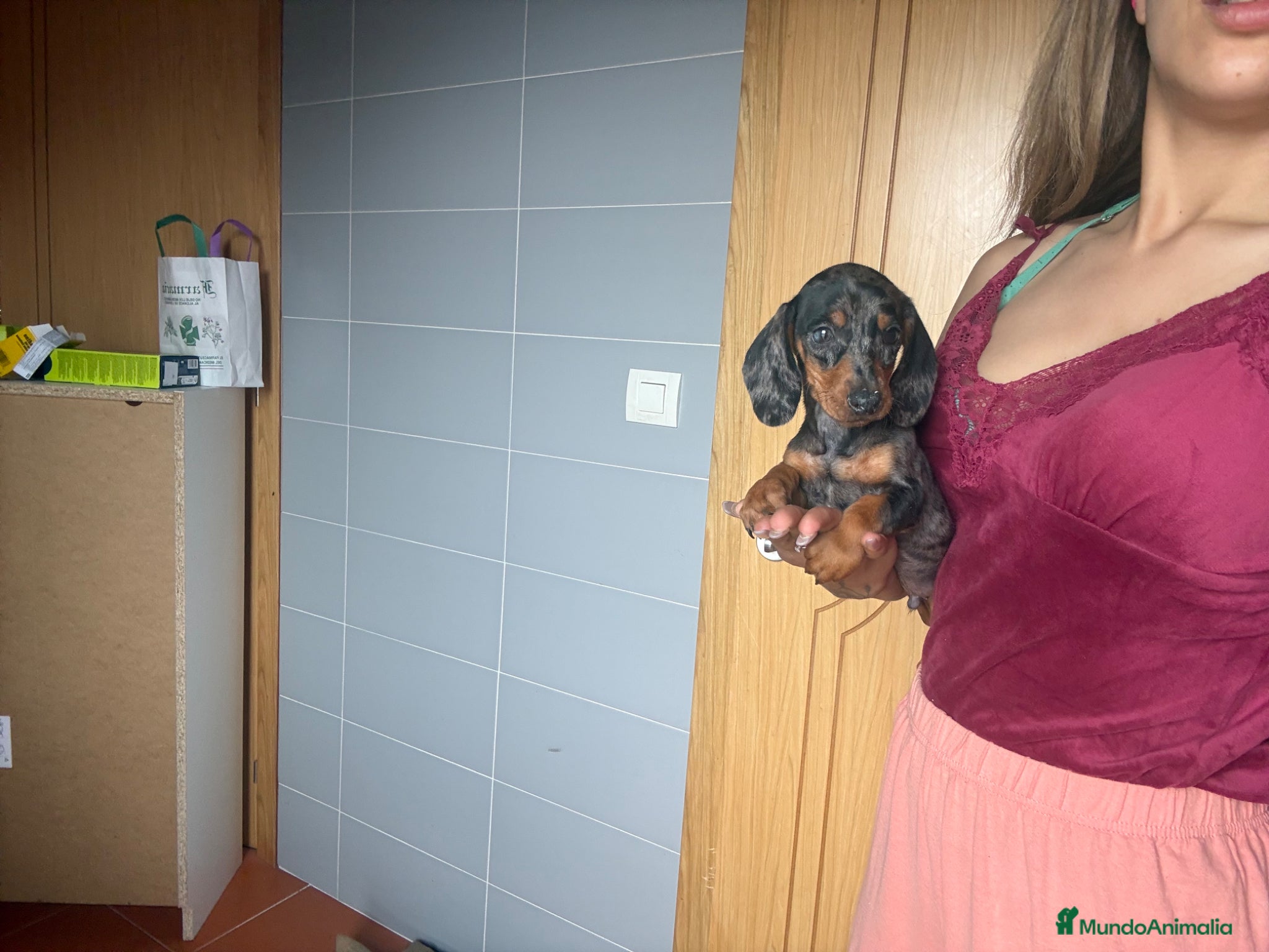 Teckel Miniatura perros Teckel arlequín plateado  - Anuncio 1