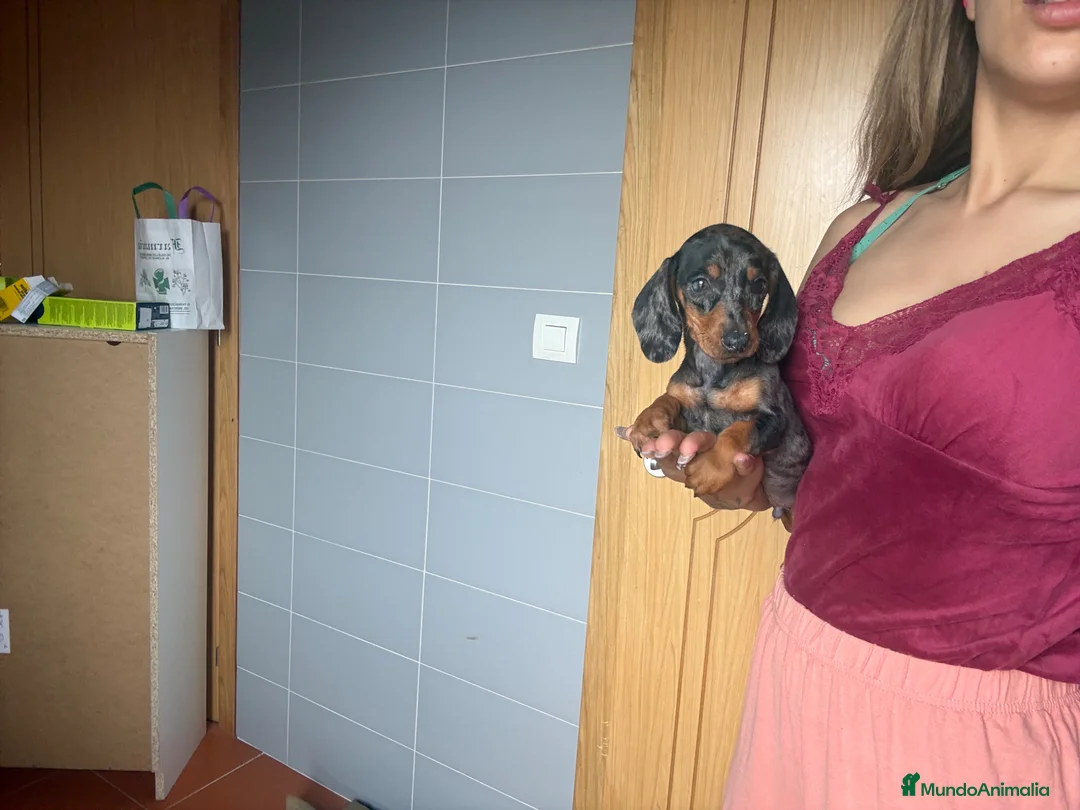 Teckel Miniatura perros en venta: Teckel arlequín plateado  - Anuncio 1