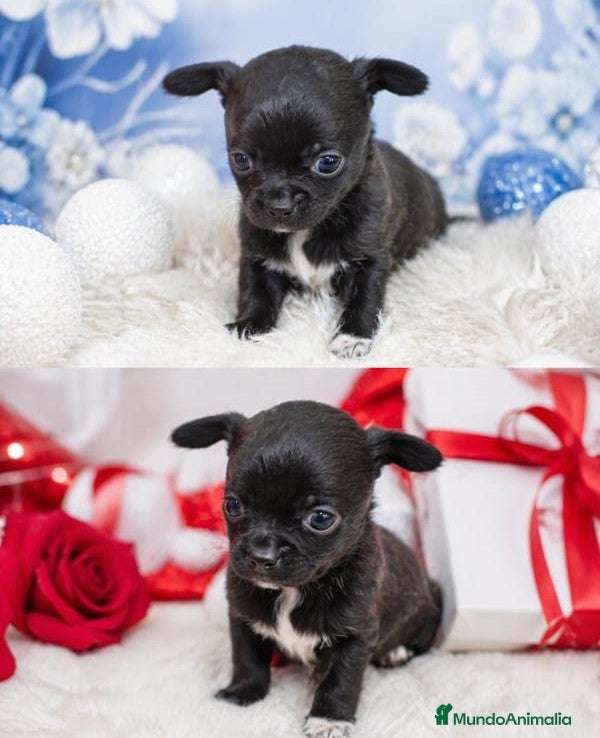 Chihuahua perros Chihuahua  - Anuncio 2