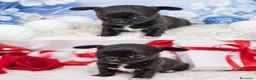 Chihuahua perros en venta: Chihuahua  - Anuncio 1
