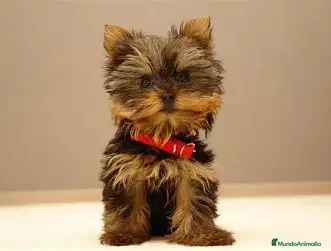 Yorkshire Terrier perros YORKSHIRE ENTREGA INMEDIATA - Anuncio 1