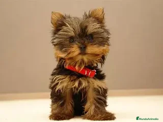 Yorkshire Terrier perros YORKSHIRE ENTREGA INMEDIATA - Anuncio 1