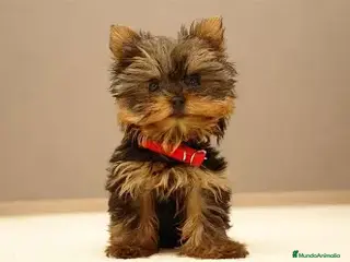Yorkshire Terrier perros YORKSHIRE ENTREGA INMEDIATA - Anuncio 36
