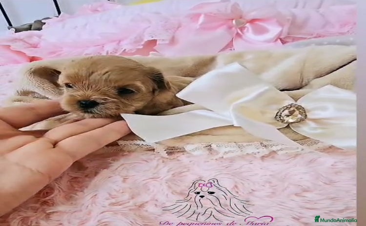 Maltipoo perros - Anuncio 1