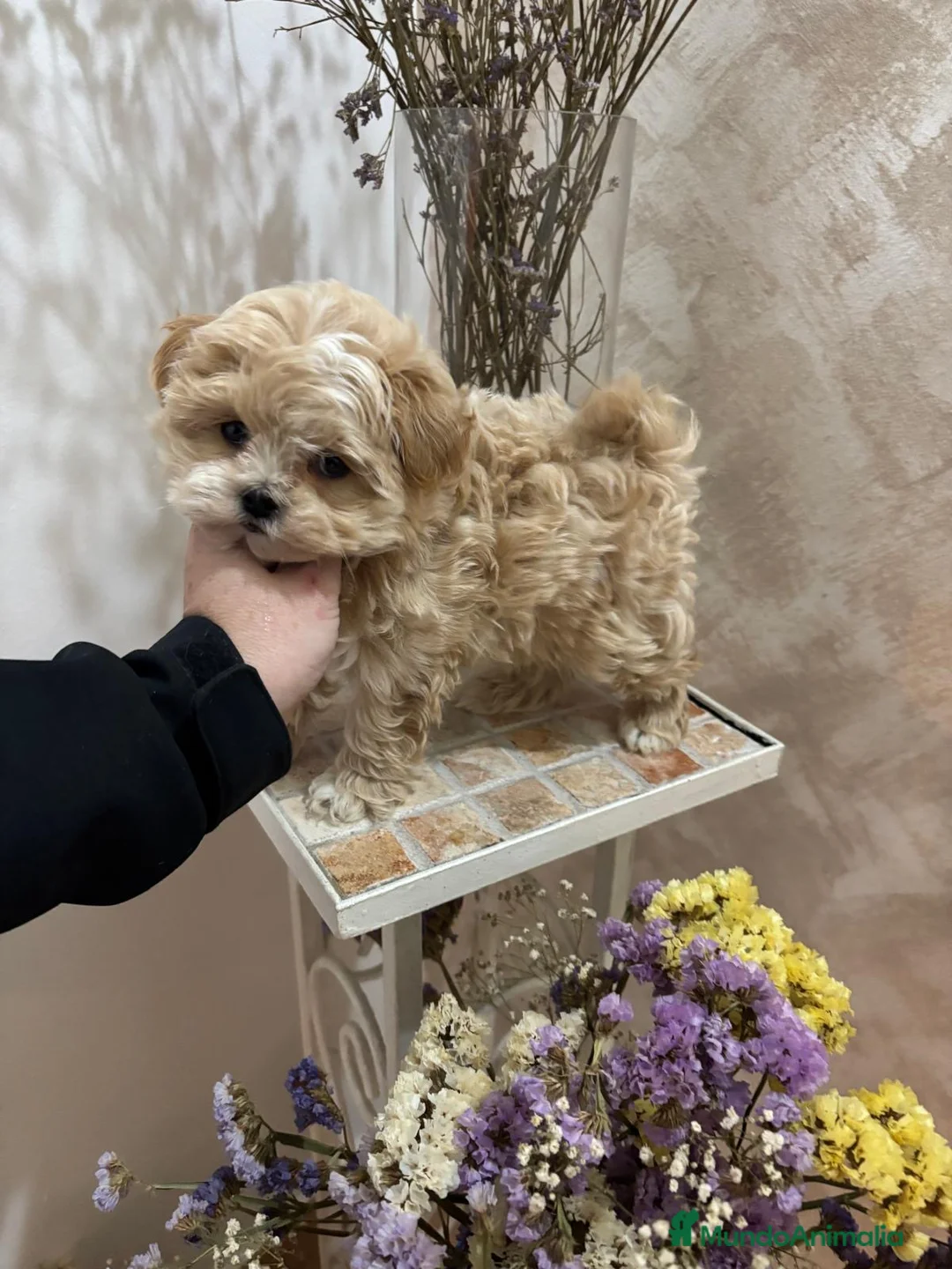 Maltipoo perros en venta: Maltipoo macho líneas asiáticas y coreanas!!  - Anuncio 3