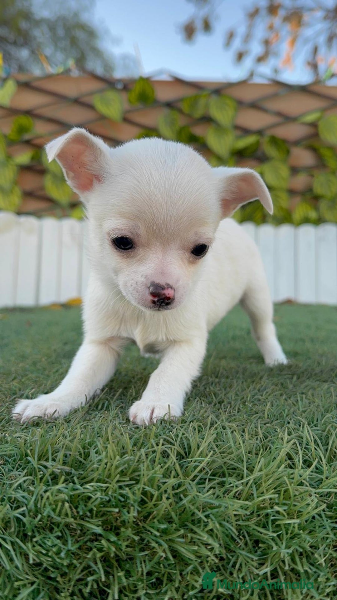 Chihuahua perros en venta: CHIHUAHUA MACHO - Anuncio 7