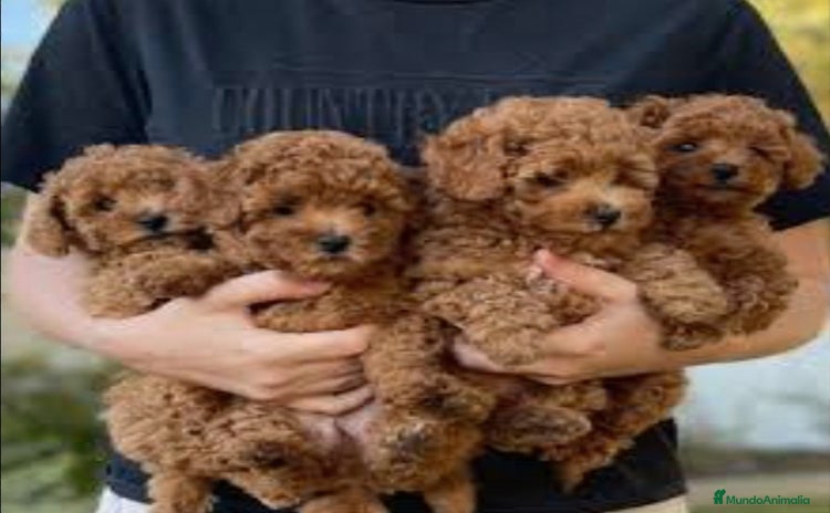 Caniche Toy perros - Propaganda 6