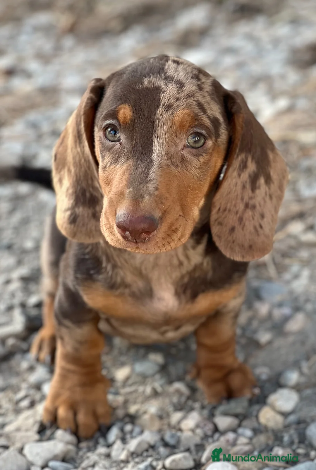 Teckel Miniatura perros en venta: ESPECTACULAR TECKEL MINIATURA ARLEQUÍN CHOCOLATE  - Anuncio 1