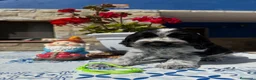 Cocker Spaniel Inglés perros en venta: Cachorros cocker spaniel ingles - Anuncio 2