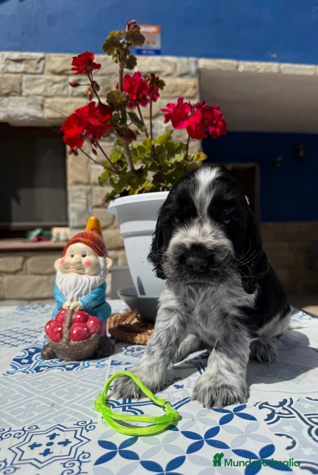Cocker Spaniel Inglés perros en venta: Cachorros cocker spaniel ingles - Anuncio 2