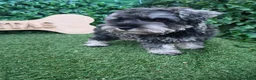 Schnauzer Miniatura perros en venta: Schnauzer sal y pimienta  - Anuncio 7