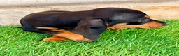 Teckel Miniatura perros en venta: Teckel miniatura negro fuego - Anuncio 15