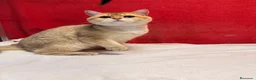 Británico de Pelo Corto gatos en venta: Precioso British Golden dorado - Anuncio 5