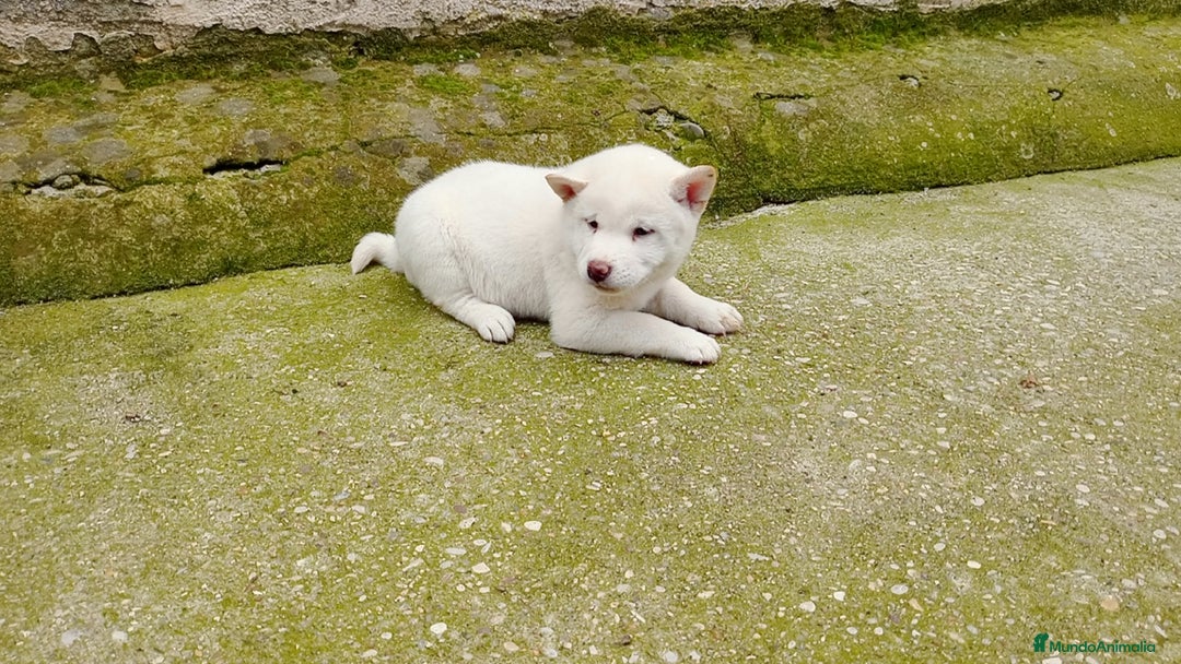 Shiba Inu perros en venta: Shiba inu - Imagen 1