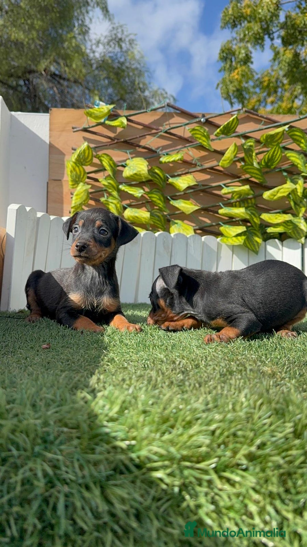 Pinscher Miniatura perros en venta: PINSCHER MINIATURA - Anuncio 7