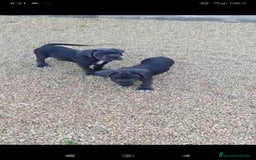 Cane Corso perros en venta: Cane Corso  - Imagen 7