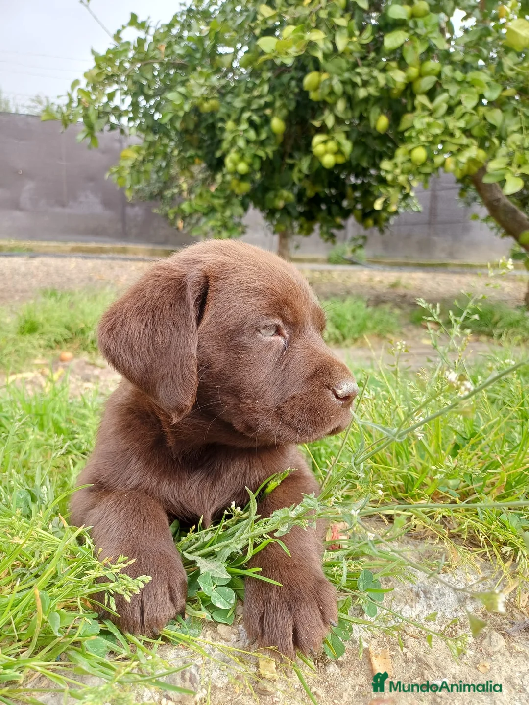 Labrador Retriever perros en venta: No te quedes sin el tuyo!!! Labrador chocolate  en Murcia - Anuncio 1